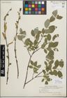 Foto von Salix myrsinifolia Salisb.